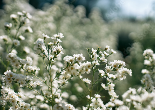 White flowers field on a sunny day