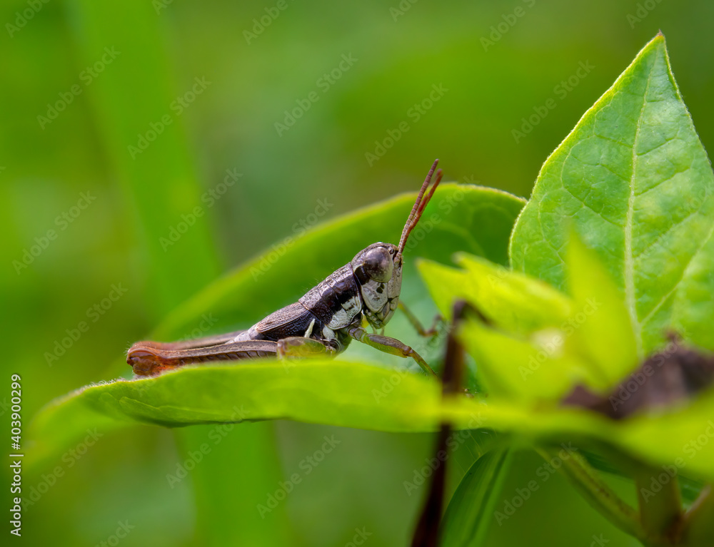 Macro photography of a black and brown grasshopper on a leaf. Captured in a garden near the colonial town of Villa de Leyva, in Colombia. Macro photography of a black and brown grasshopper on a leaf. Captured in a garden near the colonial town of Villa de Leyva, in Colombia.