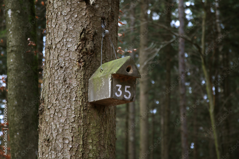 Birdhouse In A Forest