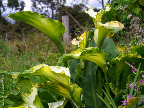 Green goddess cultivar of calla lily plant, in a garden near the colonial town of Villa de Leyva, in the central Andean mountains of Colombia. photo