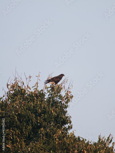 Vertical shot of a bird perching of a tree branchin nature under the clear sky photo