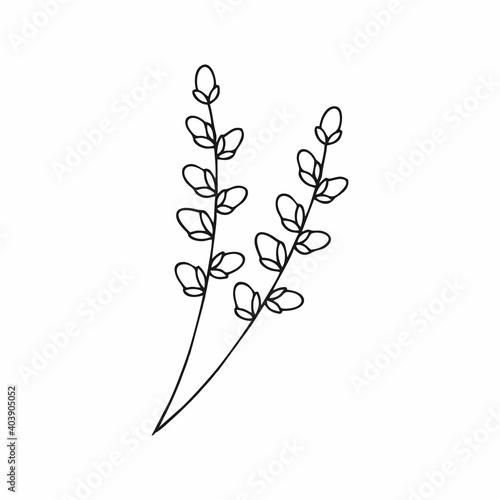 Sprig of willow in the style of Doodle. Hand-drawn sketch of a flowering willow. Vector illustration for the Easter holiday.