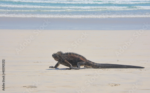 Marine iguana (Amblyrhynchus cristatus), Tortuga Bay, Isla Santa Cruz, Galapagos Islands, Ecuador