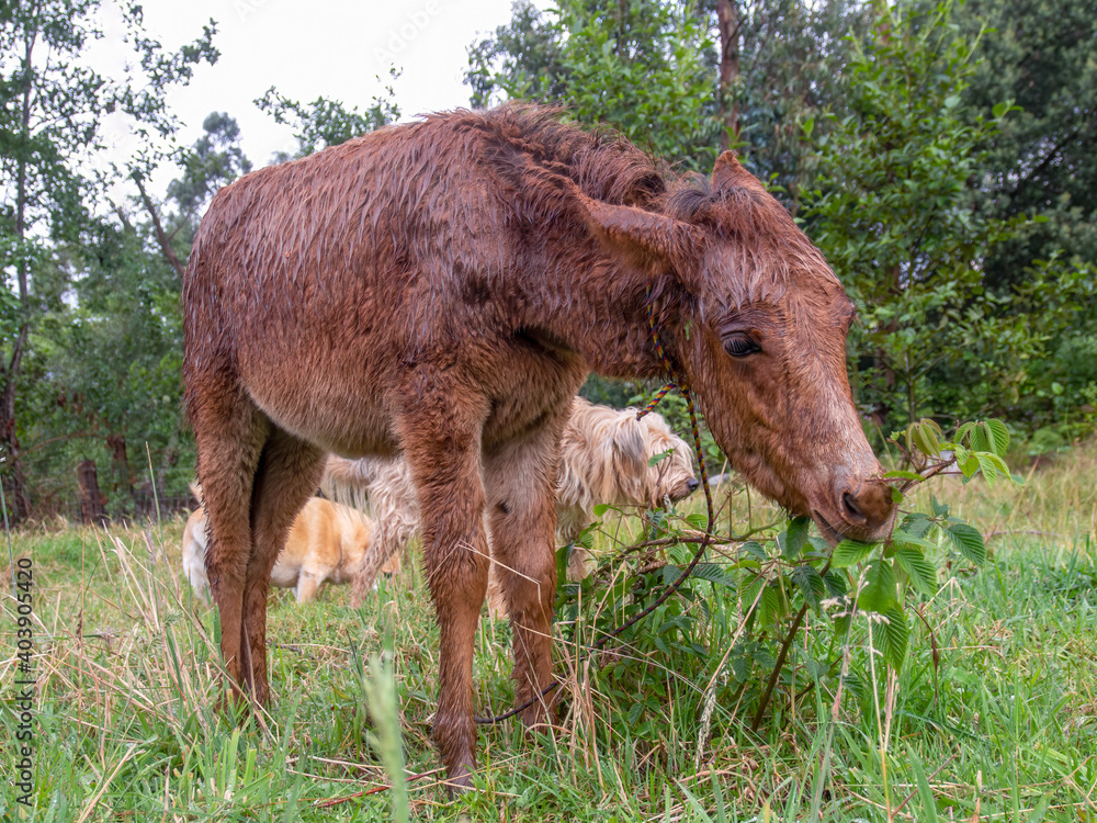 Fototapeta premium A very wet brown hinny grazzing in a field near the colonial town of Villa de Leyva, in the central andean Mountains of Colombia.