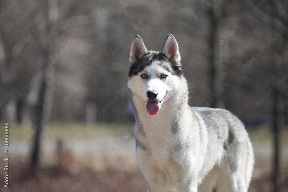 Siderian husky  in the  forest