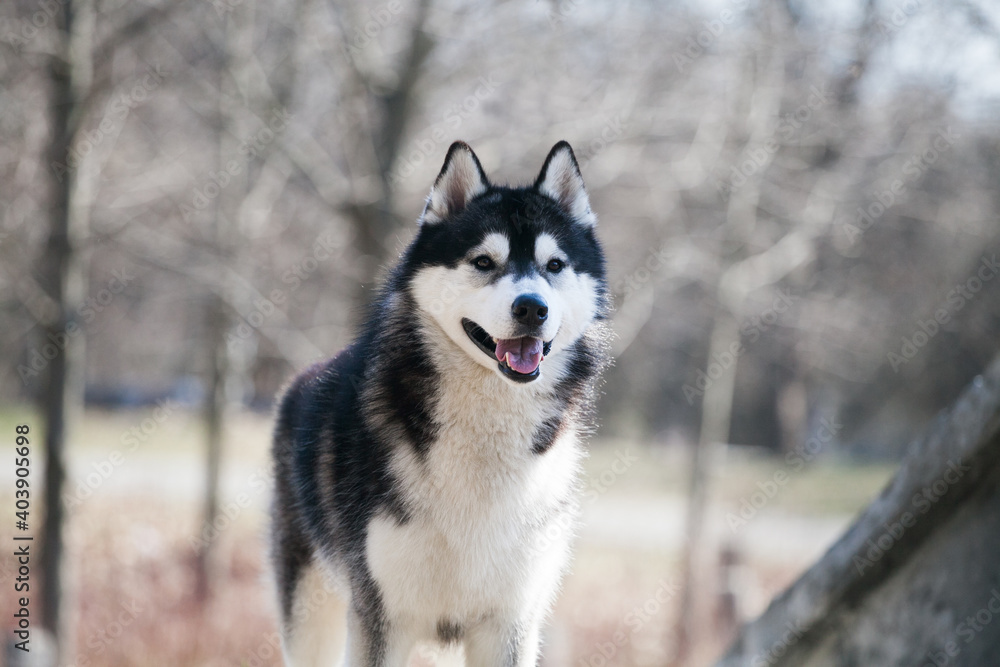 Siderian husky  in the  forest