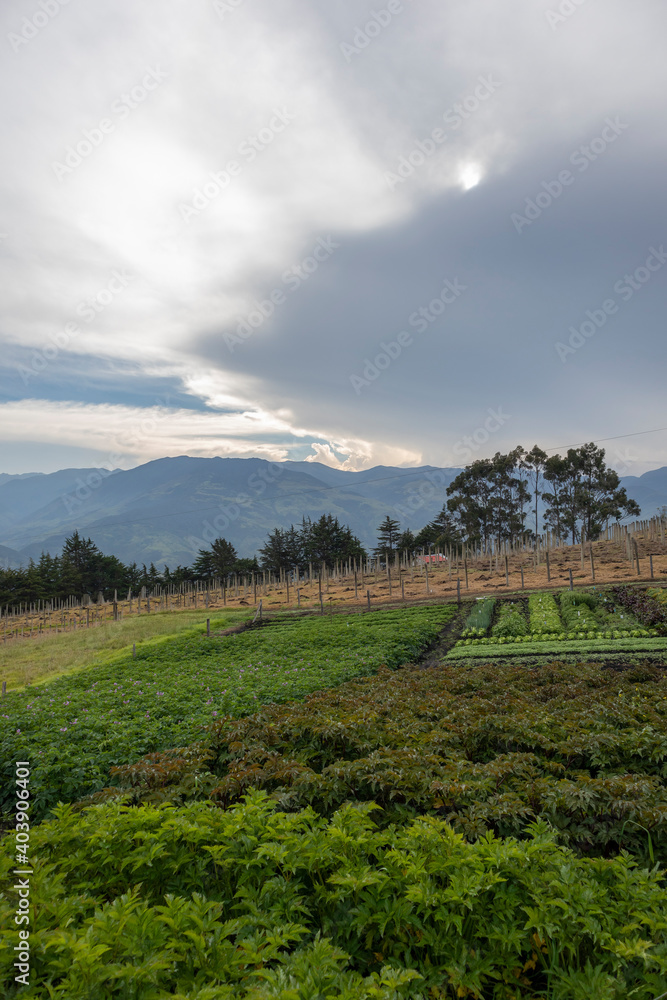 Image of a landscape of crops in Barragán Valle del Cauca Colombia