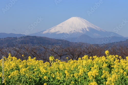 菜の花