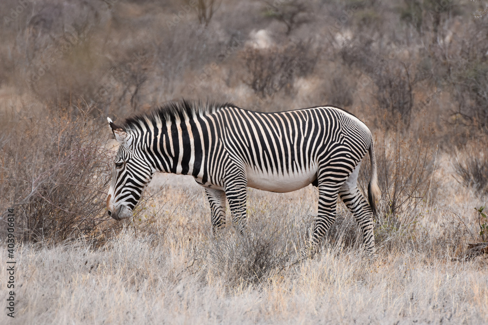 Obraz premium Grevy's zebra in Samburu National Reserve, Kenya