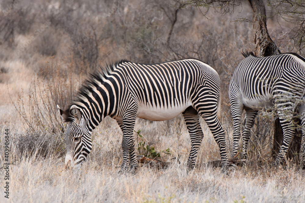 Grevy's zebra in Samburu National Reserve, Kenya Grevy's zebra in Samburu National Reserve, Kenya