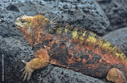 Marine iguana (Amblyrhynchus cristatus), Tortuga Bay, Isla Santa Cruz, Galapagos Islands, Ecuador 