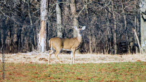 deer in the field