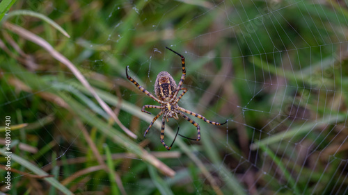 Image of a spider with long legs, in the center of the web.