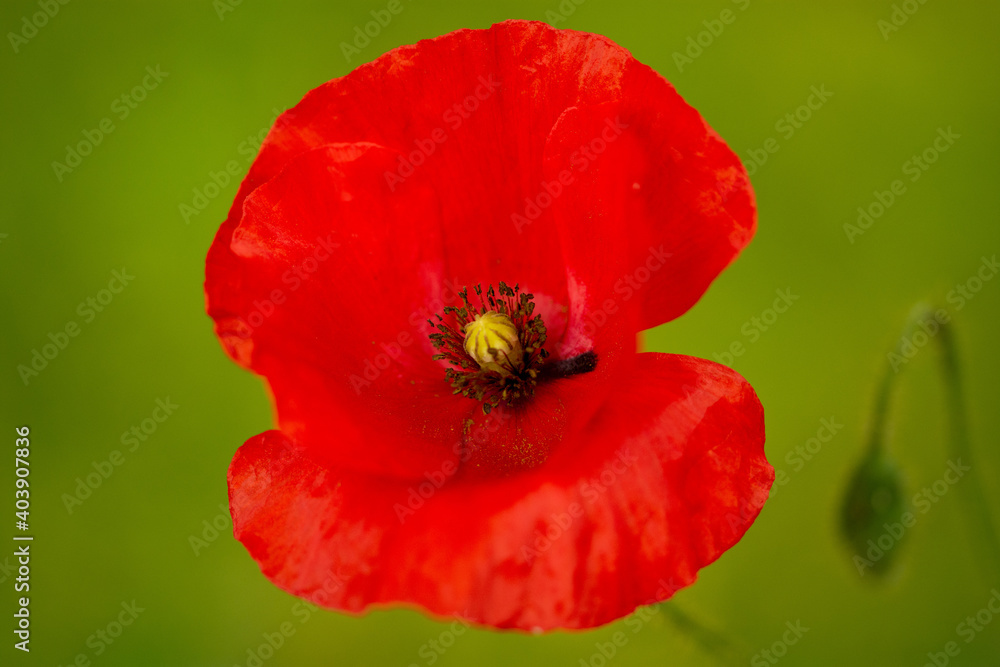 Macro of poppy flowerhead in meadow Macro of poppy flowerhead in meadow