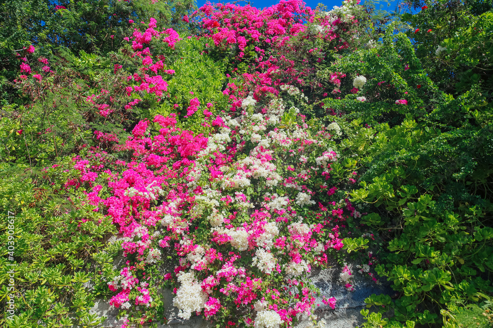 Bougainvillea glabra, the lesser bougainvillea or paperflowe, Flowers on the wall at Diamond Head Rd, Oahu Hawaii
