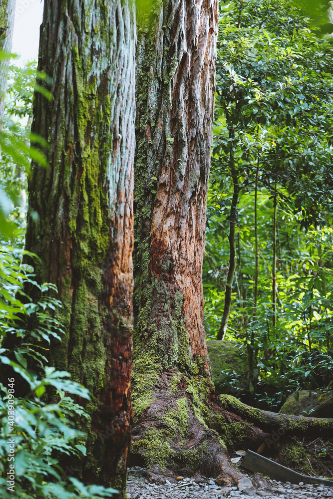 Naklejka premium Manoa Falls Trail, Oahu, Hawaii