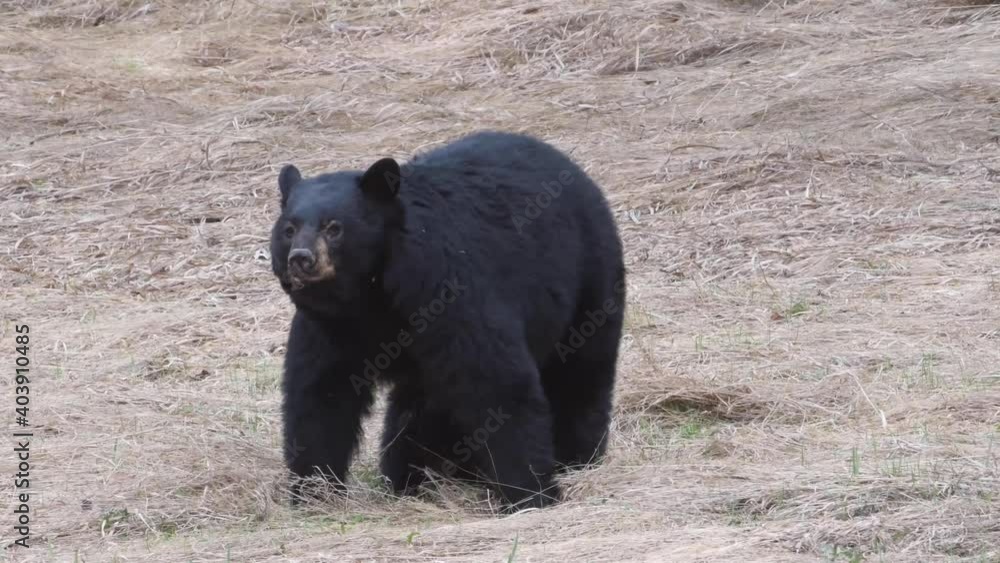 Black bear in the Canadian Rockies Black bear in the Canadian Rockies