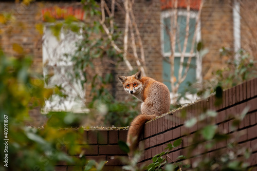 Obraz na plátně Red fox (Vulpes vulpes) wandering on top of brick wall spiked with broken glass during his early morning visit in residential gardens in north London, UK