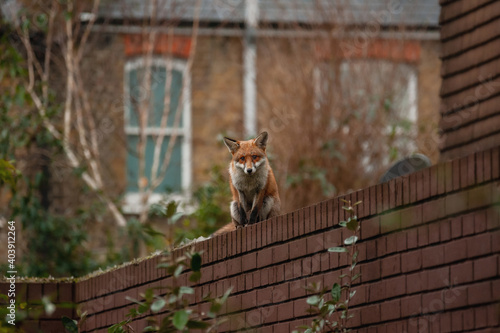 Red fox (Vulpes vulpes) wandering on top of brick wall spiked with broken glass during his early morning visit in residential gardens in north London, UK.