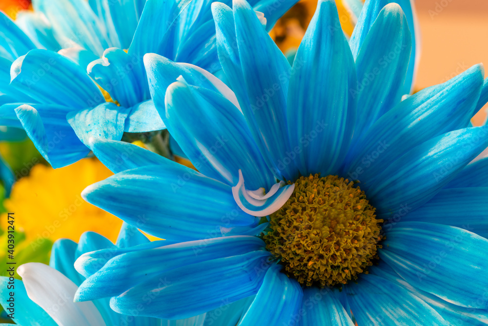 Obraz premium Macro images of a bouquet of colorful flowers