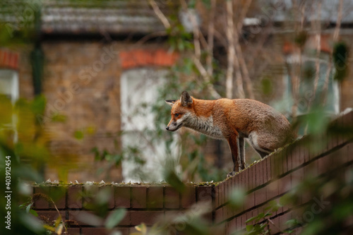Red fox (Vulpes vulpes) wandering on top of brick wall spiked with broken glass during his early morning visit in residential gardens in north London, UK.