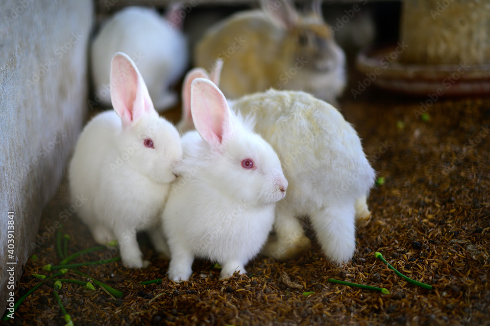 Squinting domestic rabbits in a cage.little rabbit on the farm. Squinting domestic rabbits in a cage.little rabbit on the farm.