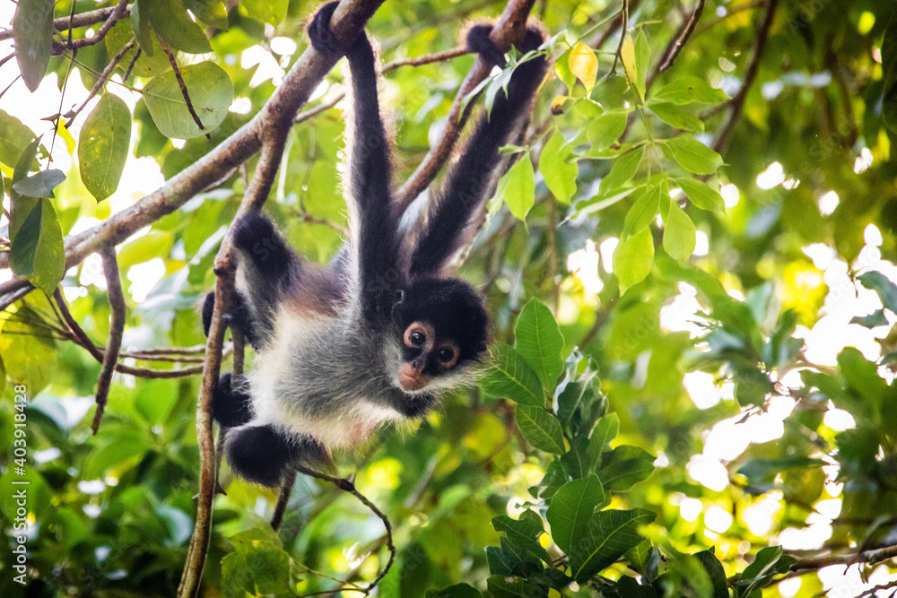 Cute adorable spider monkey close up natural habitat in jungle