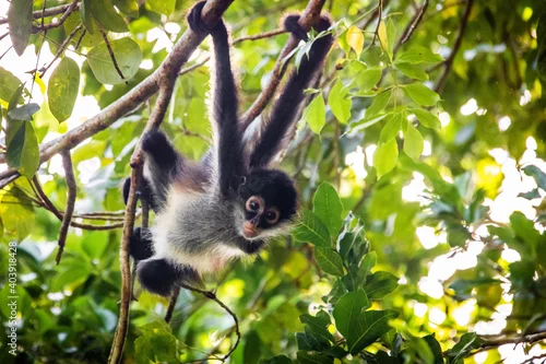 Obraz Cute adorable spider monkey close up natural habitat in jungle