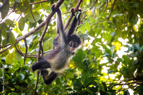 Cute adorable spider monkey close up natural habitat in jungle © PhotoSpirit