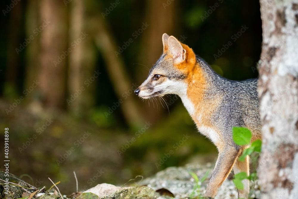 Cute looking gray fox isolated close up portrait