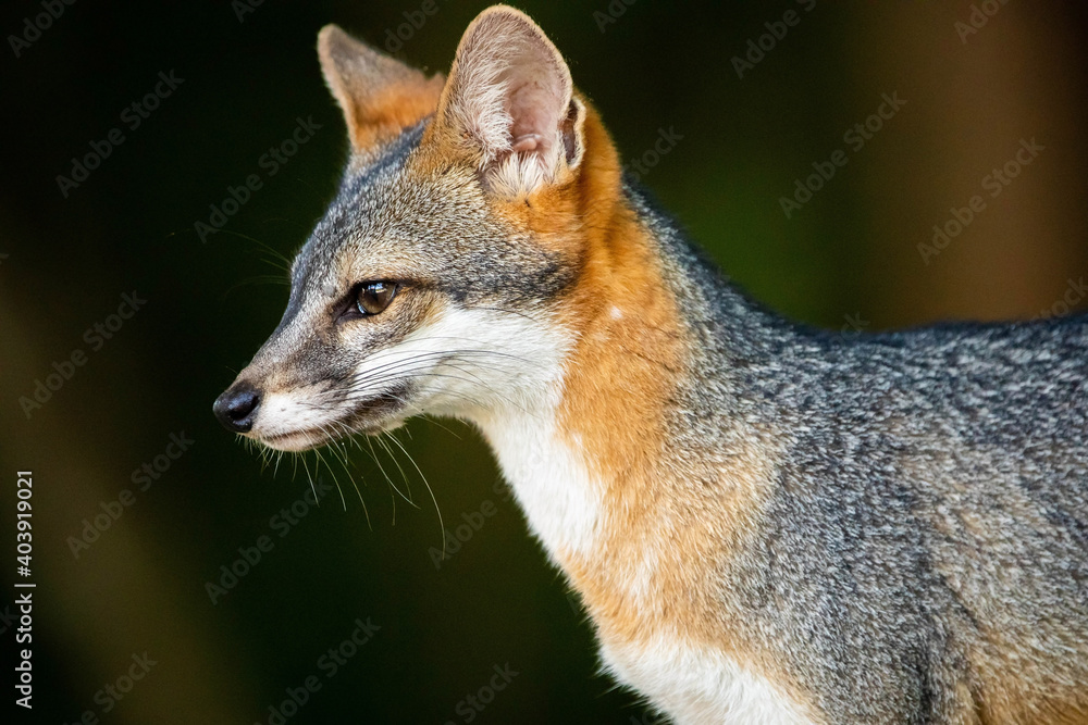 Cute looking gray fox isolated close up portrait Cute looking gray fox isolated close up portrait