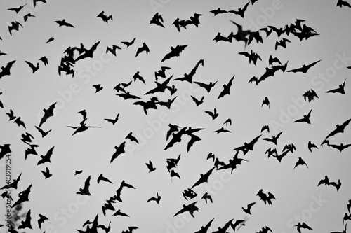 Bats in the air at Zotz Bats cave local tourist attraction in Calakmul  Mexico