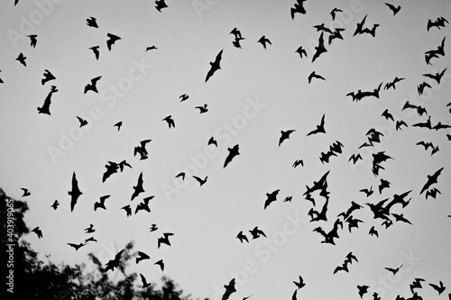 Bats in the air at Zotz Bats cave local tourist attraction in Calakmul, Mexico photo