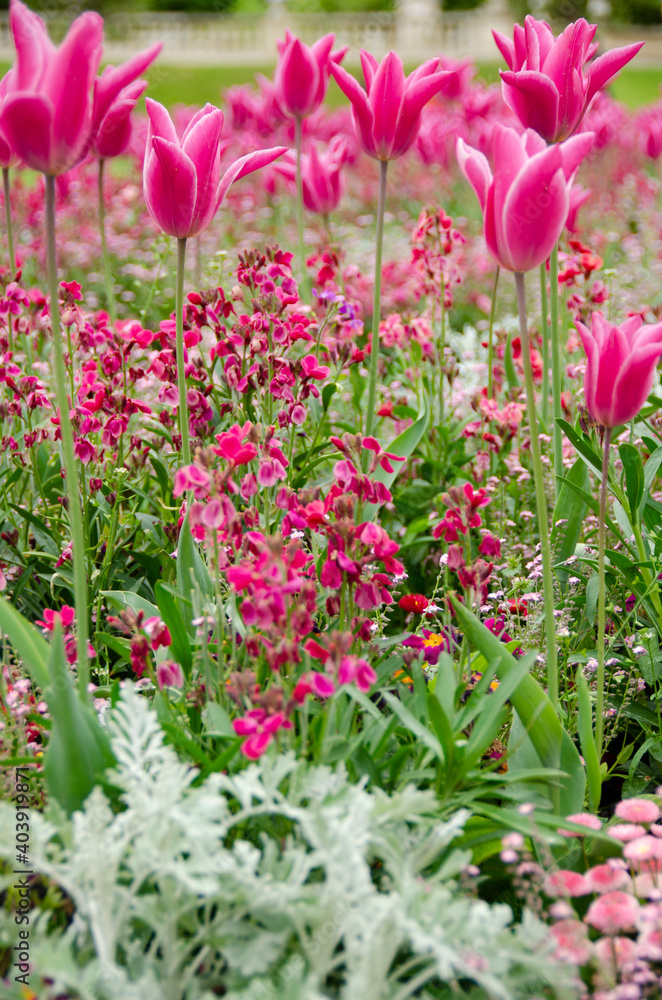 Obraz premium Tulipanes