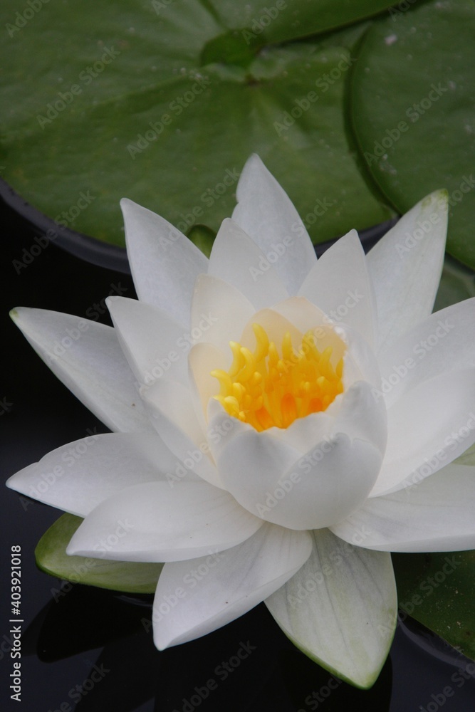白色の睡蓮の花 白色の睡蓮の花