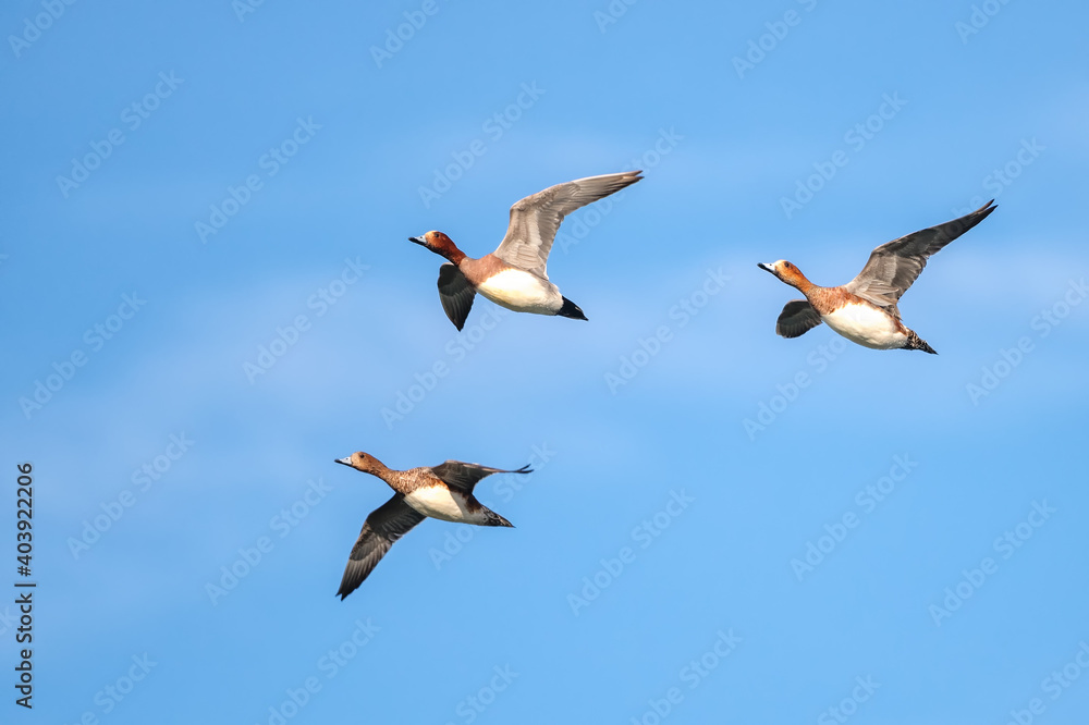Eurasian wigeon flying in Shizuoka, Japan Eurasian wigeon flying in Shizuoka, Japan