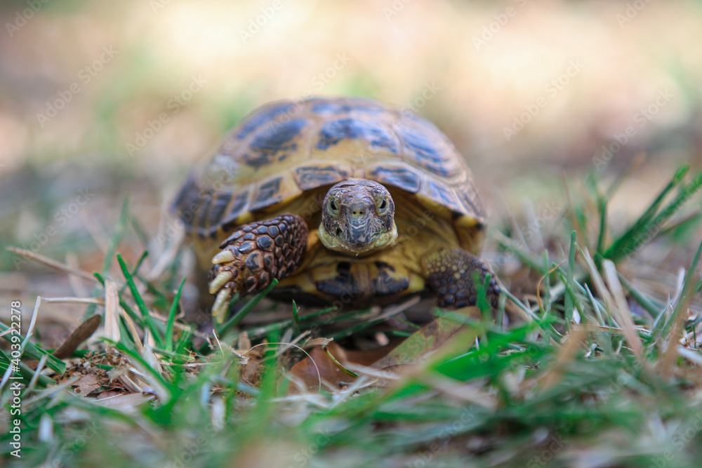 Russian Tortoise in the grass Russian Tortoise in the grass