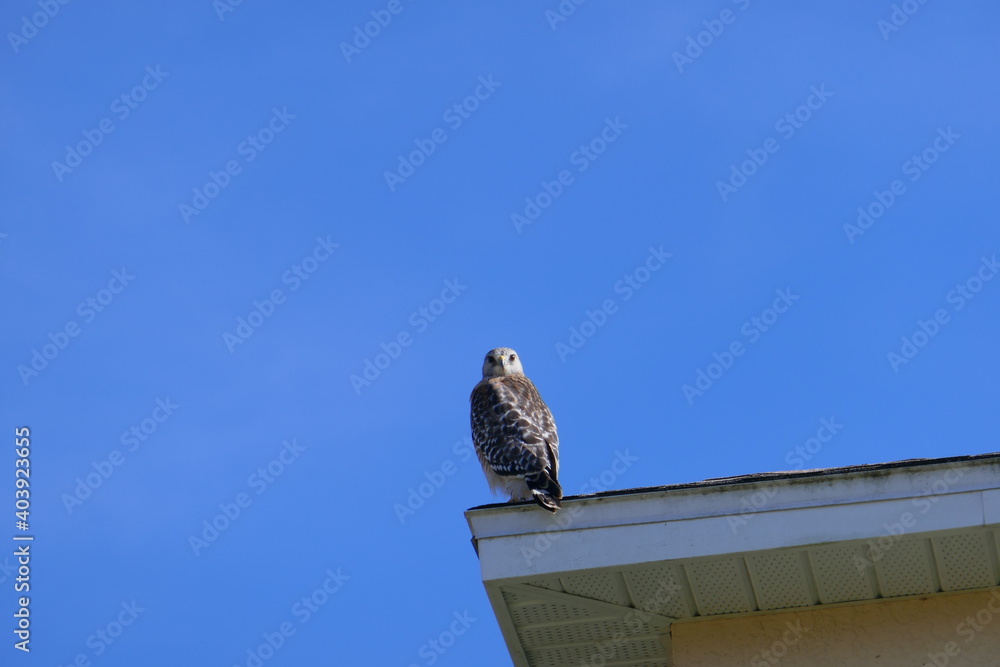 A beautiful American kestrel bird and blue sky A beautiful American kestrel bird and blue sky