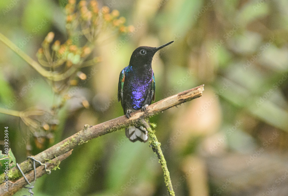 Fototapeta premium Velvet-purple coronet hummingbird (Boissonneaua jardini), San Tadeo, Mindo, Ecuador