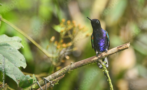 Velvet-purple coronet hummingbird (Boissonneaua jardini), San Tadeo, Mindo, Ecuador