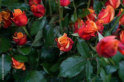 red and yellow roses in a garden