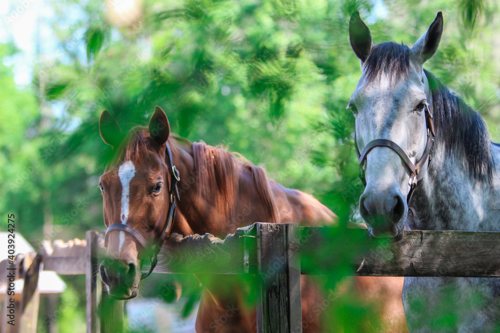 Obraz premium Portrait of two horses 