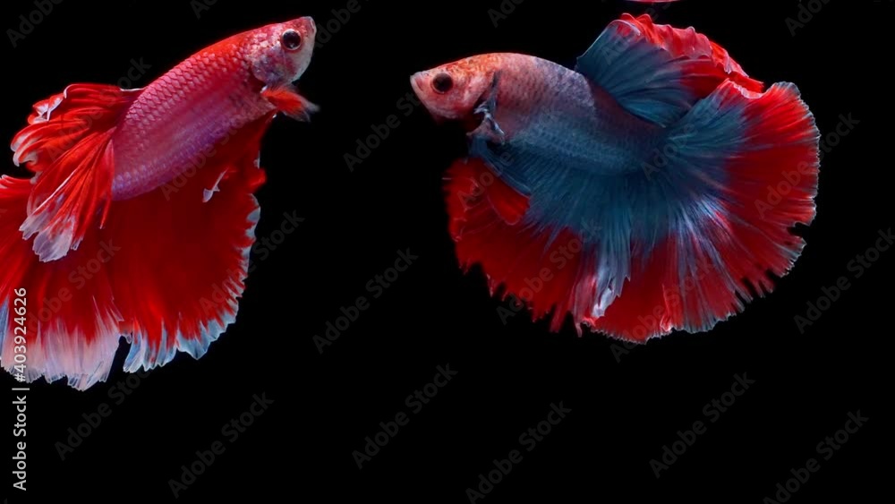 Siamese fighting fish (Betta splendens) Siamese fighting fish (Betta splendens)