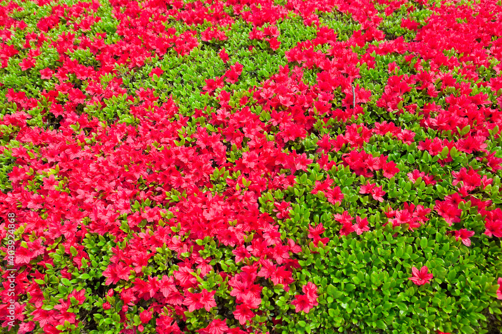 国分城山公園　満開の赤いツツジの花
