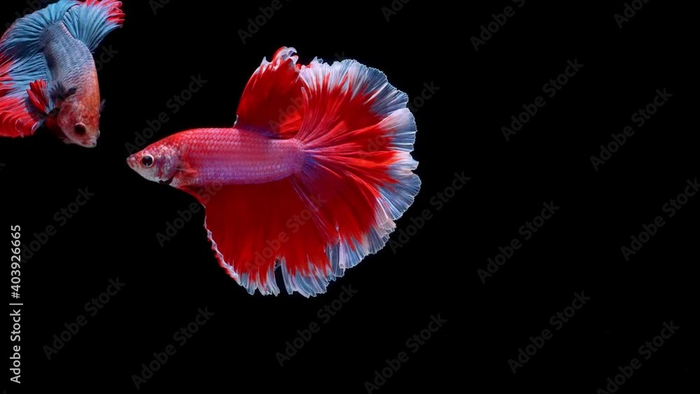 Siamese fighting fish (Betta splendens) Siamese fighting fish (Betta splendens)