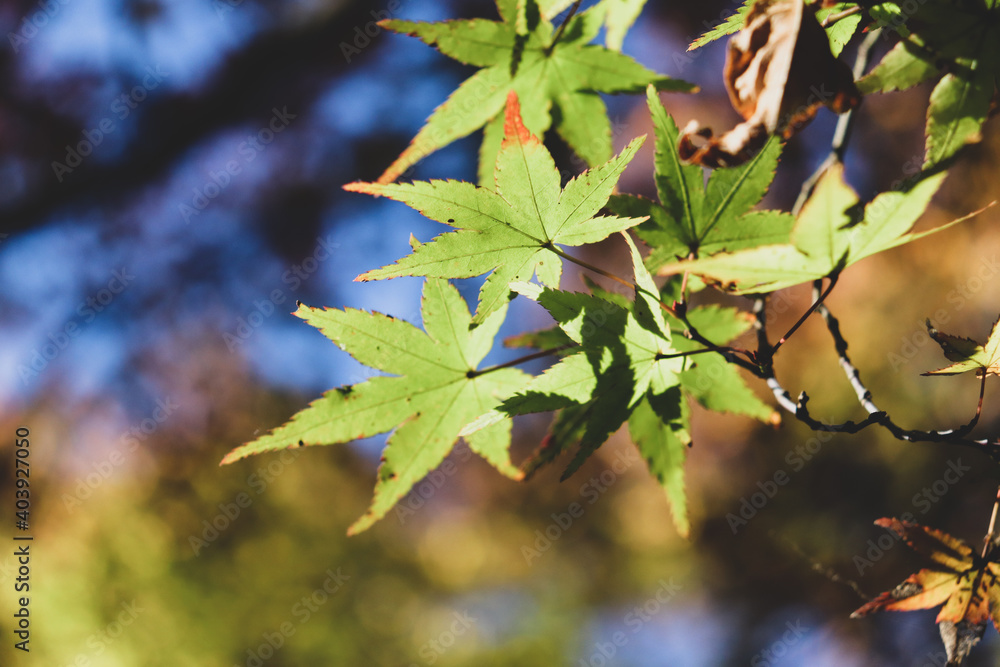 紅葉 青もみじ 涼しげ グリーン 