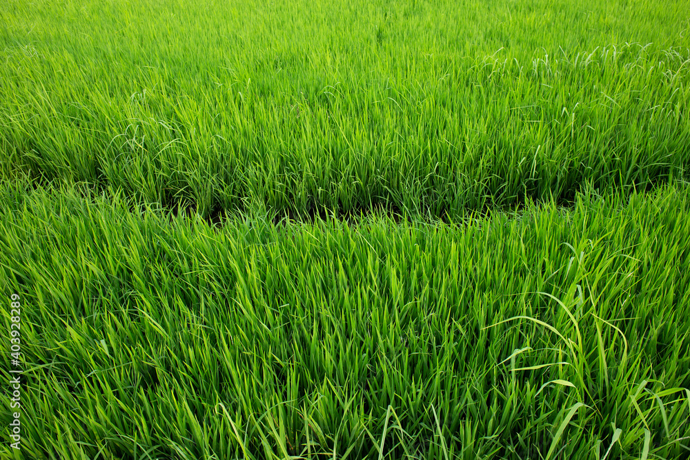 Rice paddy field in Thailand Rice paddy field in Thailand