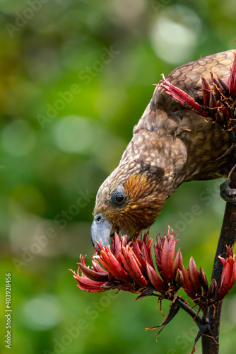 A Kaka Parrot bird in New Zealand feeding on a flax bush