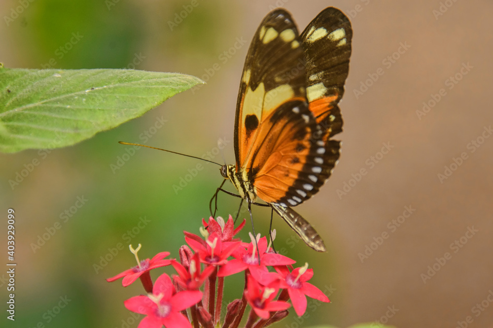Monarch butterfly (Danaus plexippus) drinking nectar, Mindo, Ecuador Monarch butterfly (Danaus plexippus) drinking nectar, Mindo, Ecuador
