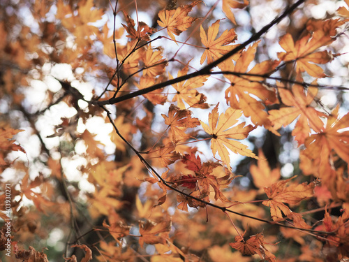 Autumn leaves of maple